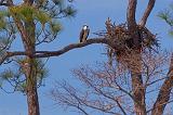 Osprey & Nest_55825